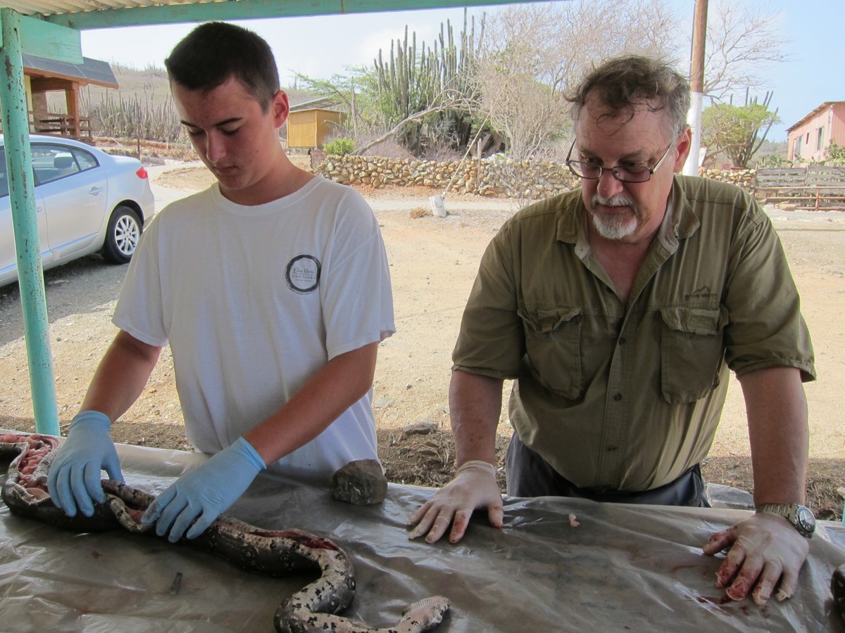 Necropsy Q Reinert   RAO